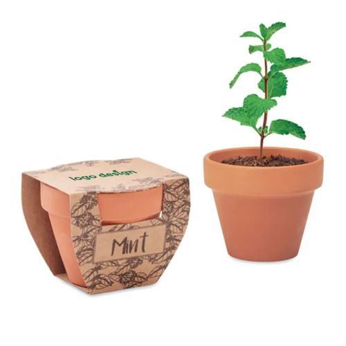 Terrakottapotte med mynte - Billede 1